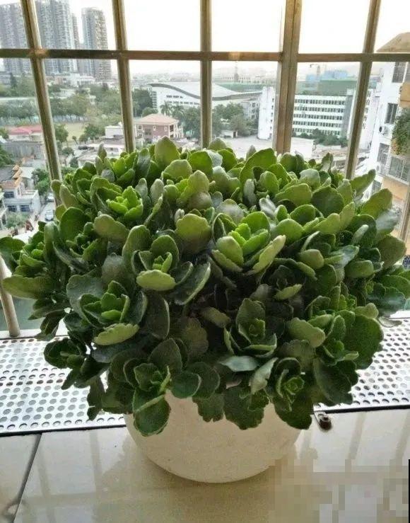 1棵长寿花，冒出124个花箭，开花开成大锅盖，咋养的？