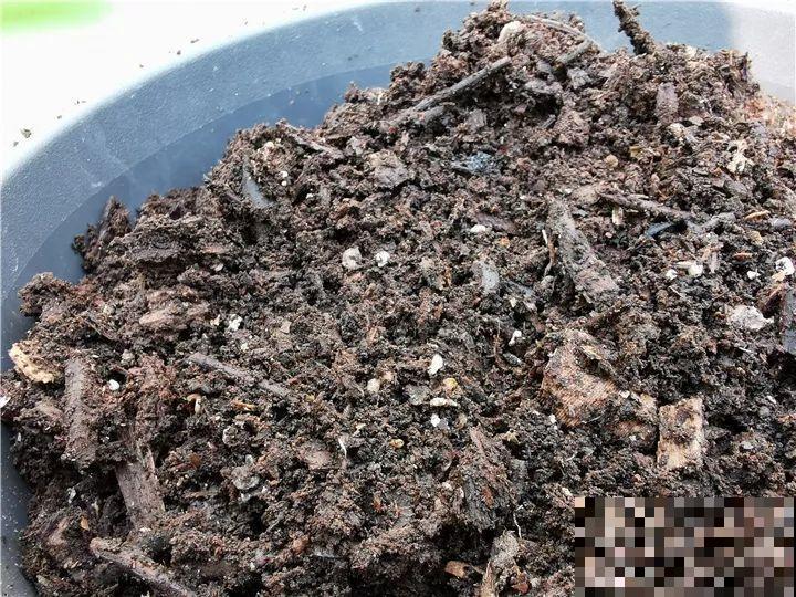 冬天不方便换盆？那就撒把这种肥，长得壮还能防烂根！