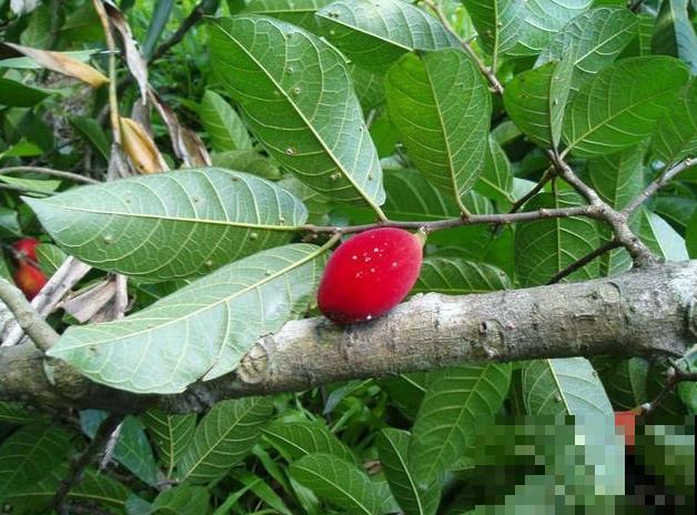野外看到这5种植物，不要好奇去碰，会流出有毒汁液