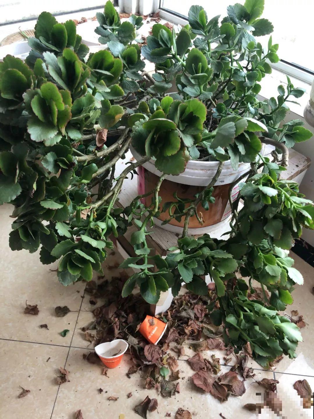 给花狠心剃光头，新芽呼呼冒，1年变老桩！