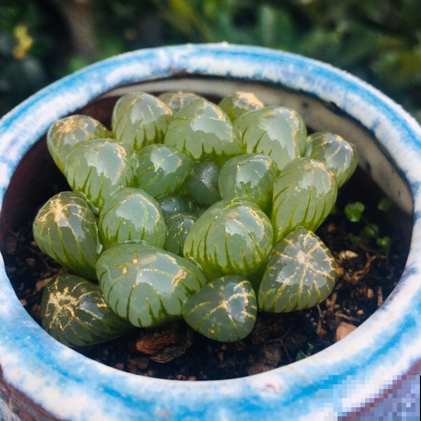 养花浇水7分功，不能大意，否则植物喝不饱水