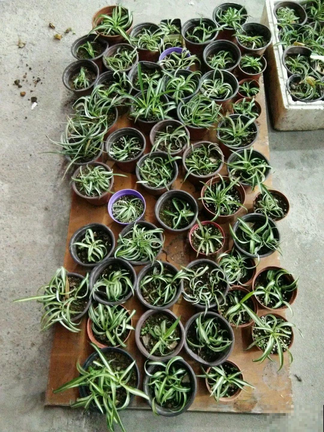 给这花换盆，土里扒出30个崽，根本不用扦插！
