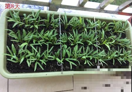 这菜吃不完就扔花盆里，1个月后又能吃，长势茂盛收获不断！