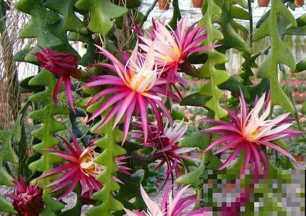 别养绿萝了，20种耐阴花，看一眼就喜欢上！