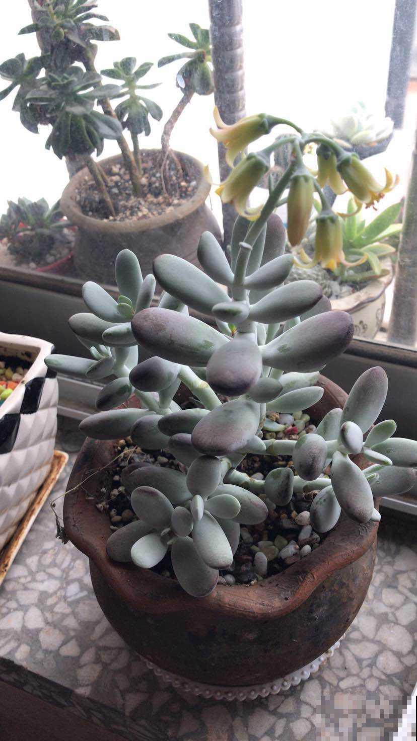 养这花浇水得注意，不能浇到叶子上，否则叶子烂精光