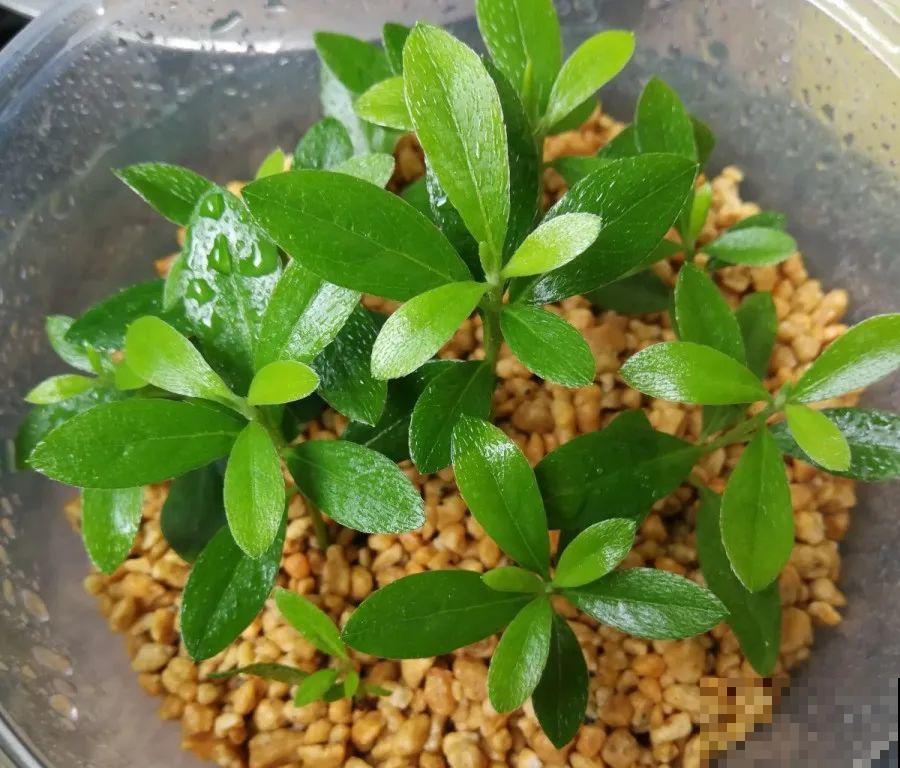这7种花春天别乱剪，手太勤快了，反而春天不开花！