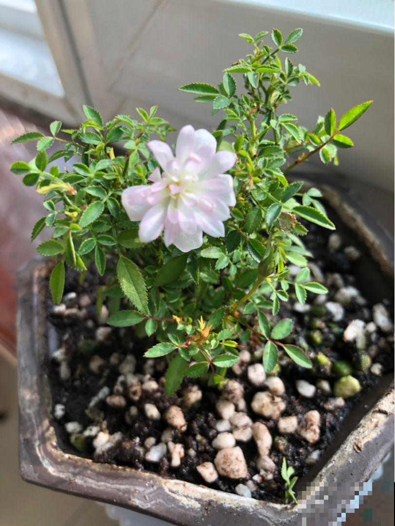 这花得小心养，花盆越根越壮，否则积水又烂根