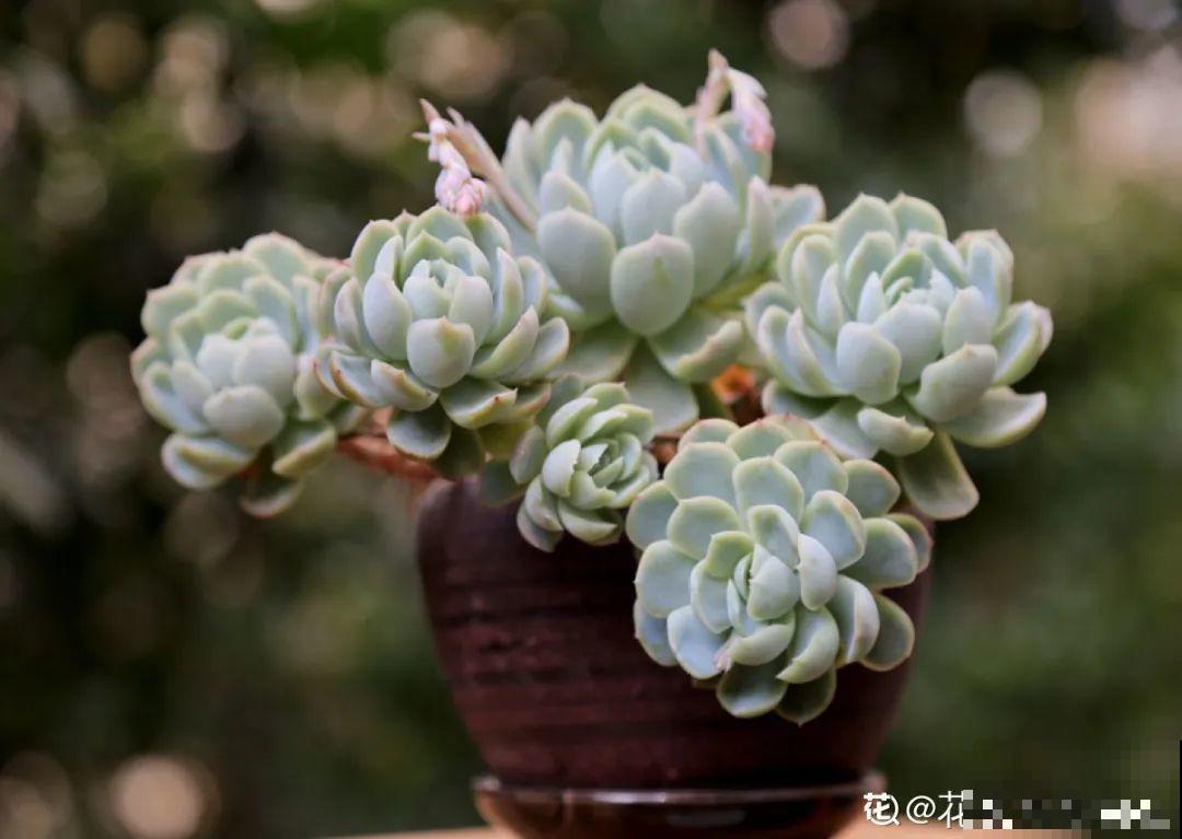 金枝玉叶不能长太高，越矮越值钱，一长高就砍！
