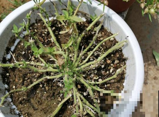 有种喇叭花，一剪枝条就冒花苞，比施肥还灵！