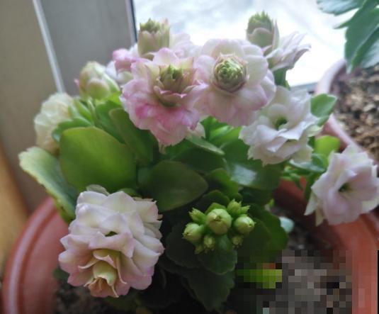 长寿花品种那么多，你却只认识一两种，太可惜了！