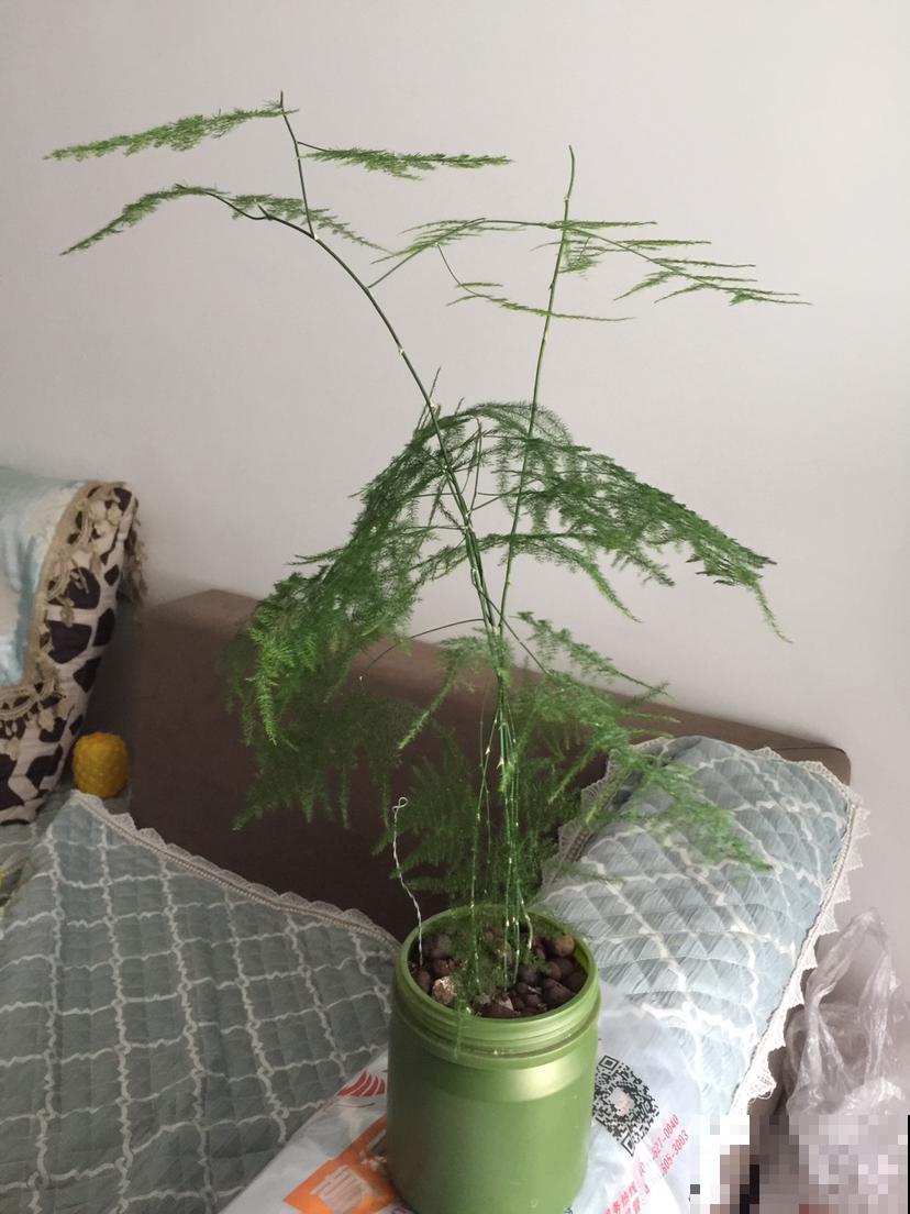 发财树文竹……一刀砍光枝条，1个月后呼呼冒新芽