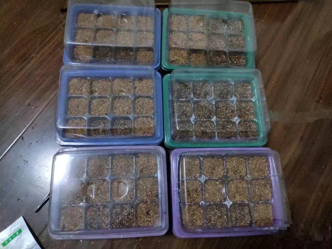这花特好养，撒一把丢土里，冒出一堆新芽！