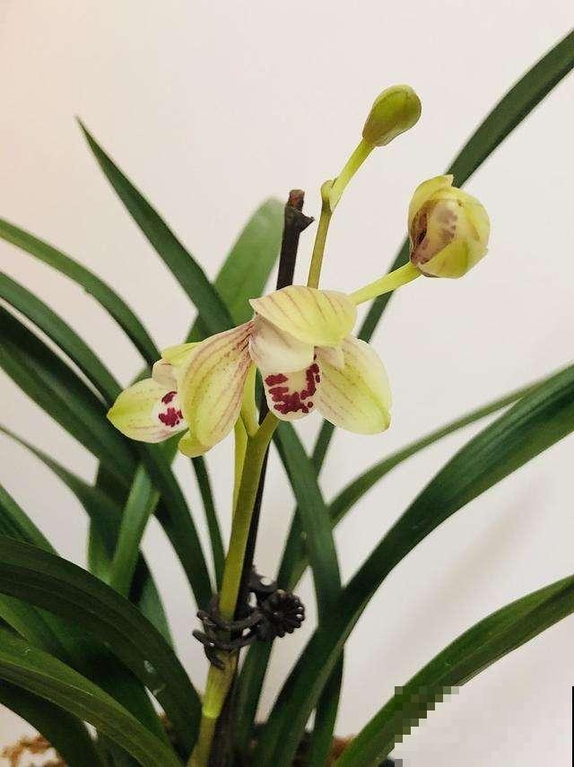 兰花一直不开花，注意这5个方面，轻松就爆盆