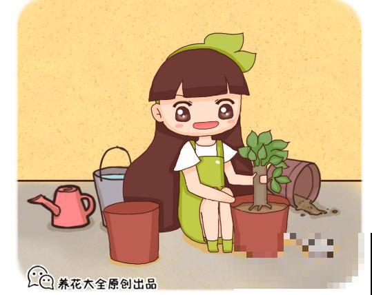换盆不做这件事，就等于白换了，一年也不长个！