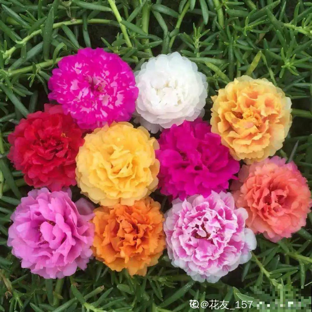 这花一旦重瓣，简直美爆了，怪不得人人爱！