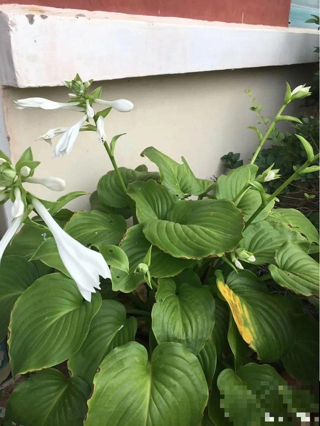最耐阴的花是它，光不好叶子绿油油，比绿萝还好养！