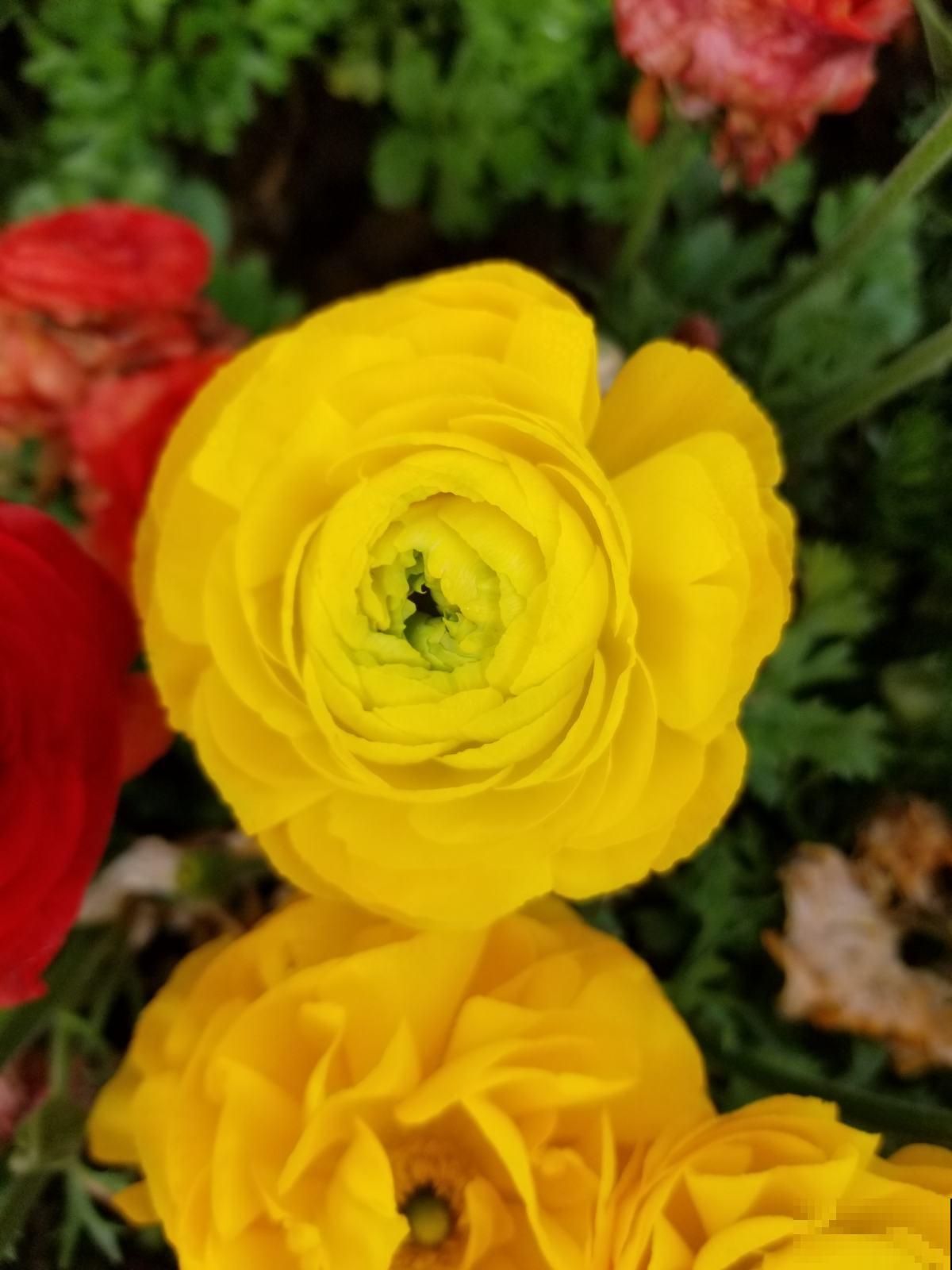 能让人养“上瘾”的花，每一朵花都是颜值顶峰，看了让人挪不开眼