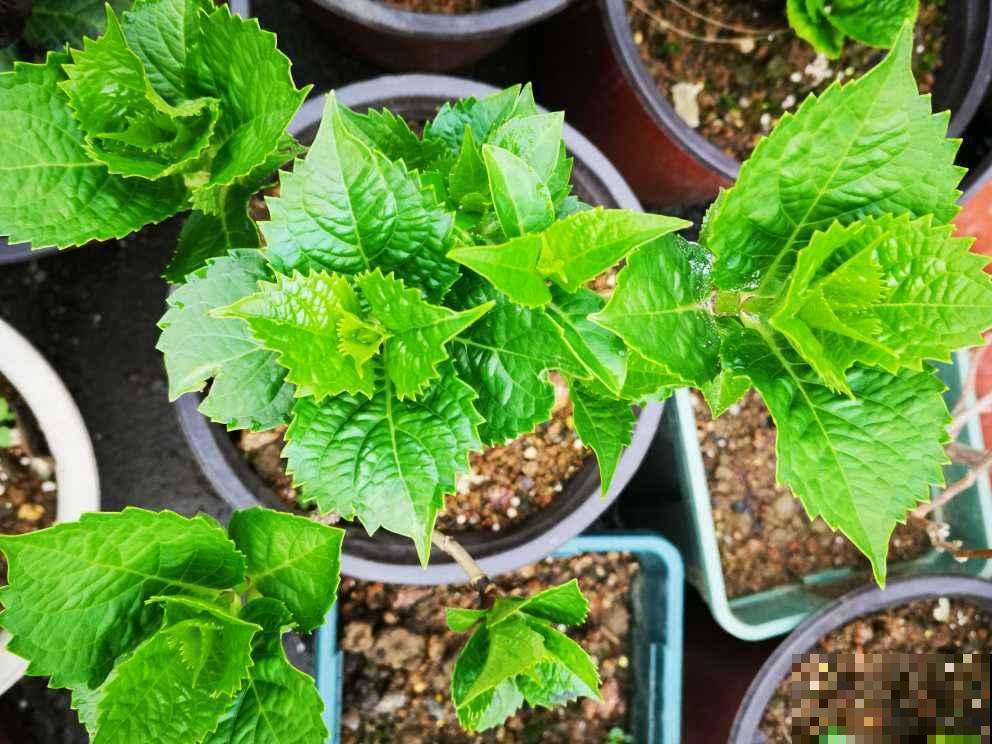修剪也得有“度”，“3种花”要悠着点，剪狠了一年不开花