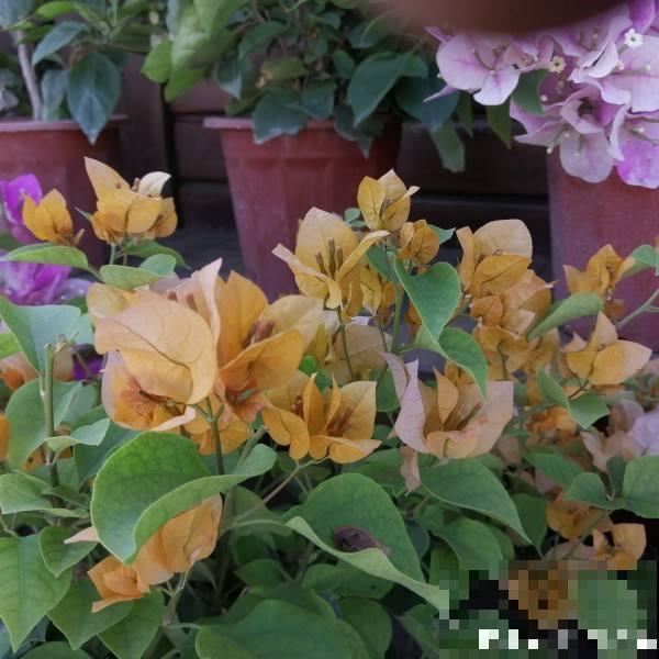 这花“体积大”，适合种在大盆里，盆越大花长得越旺