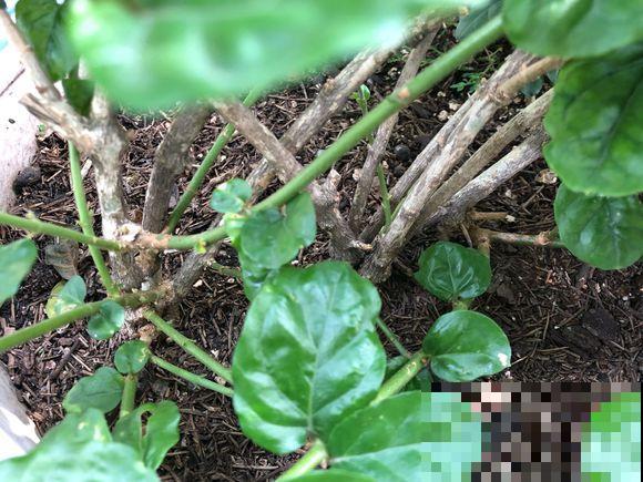 他家茉莉长了2米高，杆子粗壮笔直，开花像把伞！
