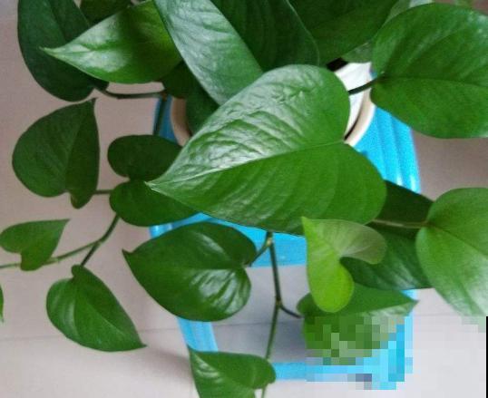 2种液体擦叶子，叶片跟打蜡似的，光泽感十足！