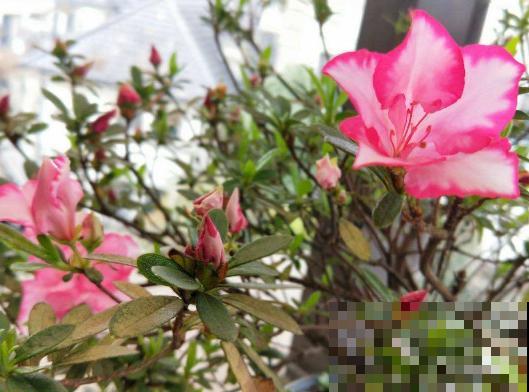 野外这3种土，是养花黄金土，枝繁叶茂根又壮！