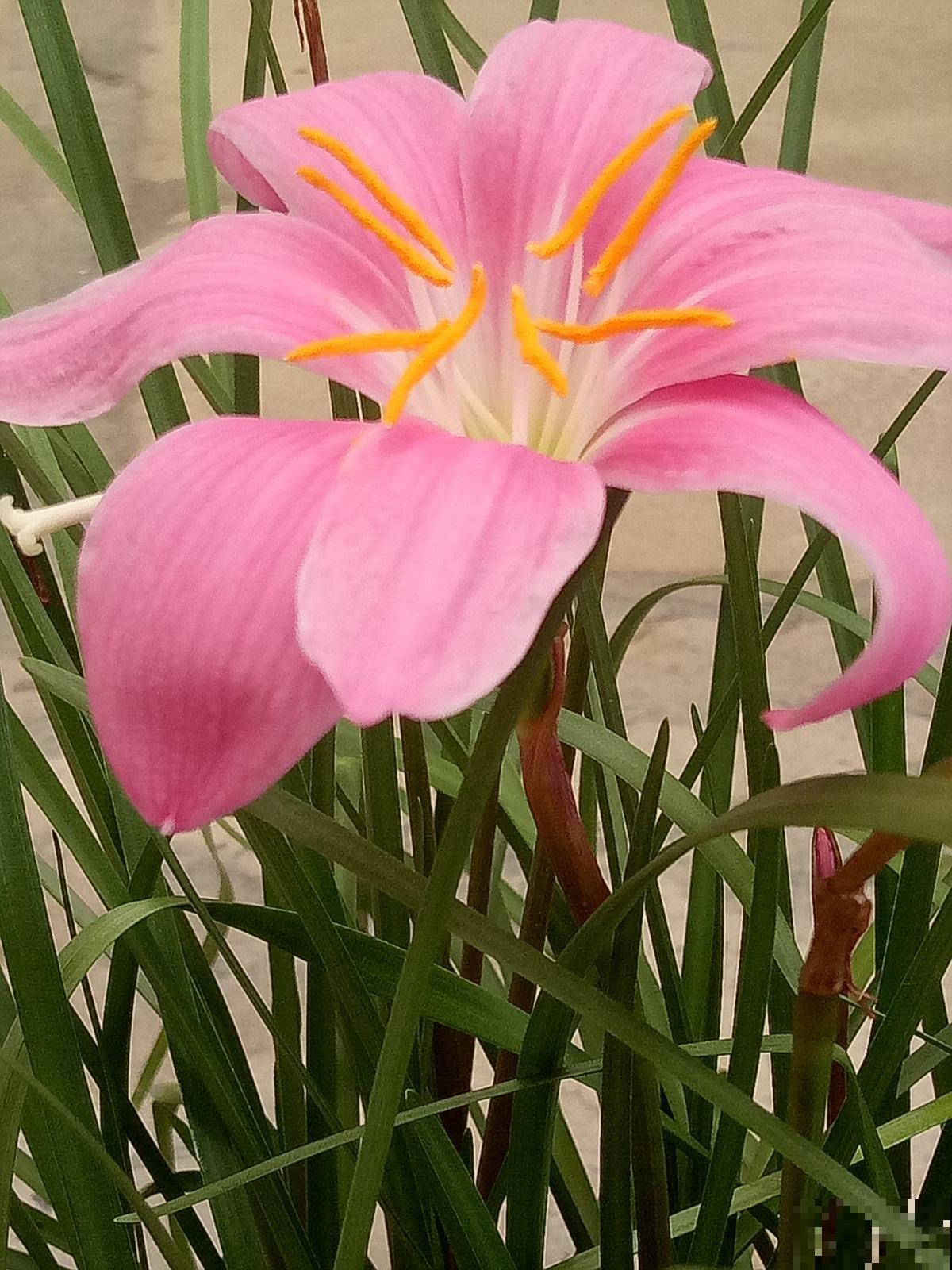这花不怕晒也不怕雨，只要种土里，蹭噌开花，特好养