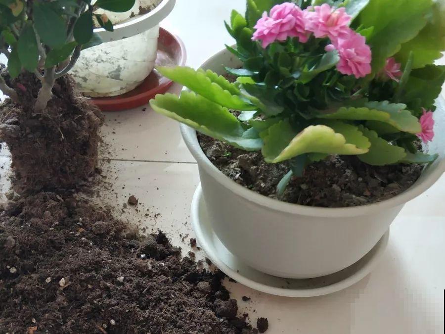 5年的长寿老桩，只开了一朵花，想扔又舍不得！
