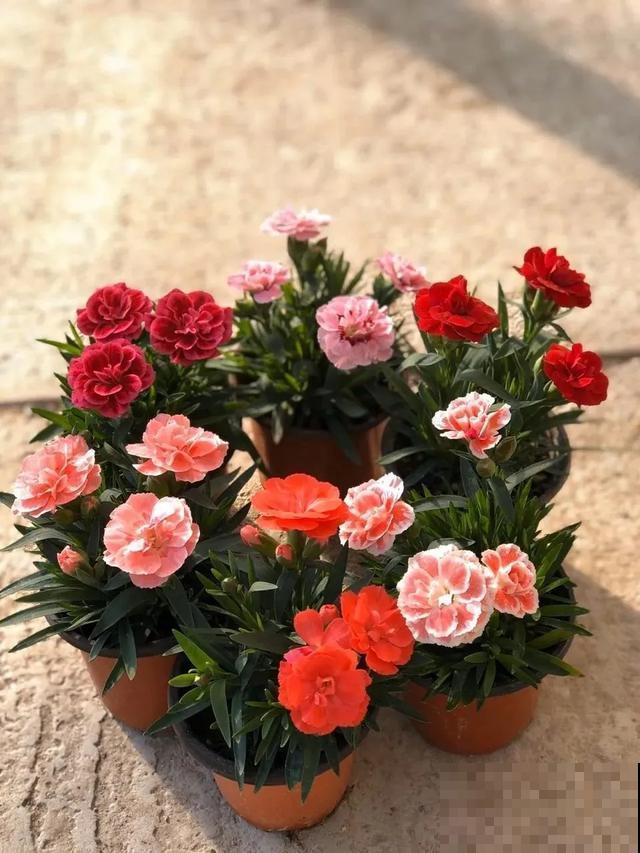 这花爆开50朵，剪几枝送人倍有面子，比买鲜花强多了！