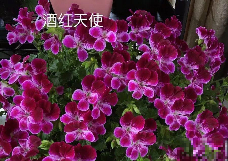 干净明亮的小窗台，适合养这花，谁见都夸漂亮！