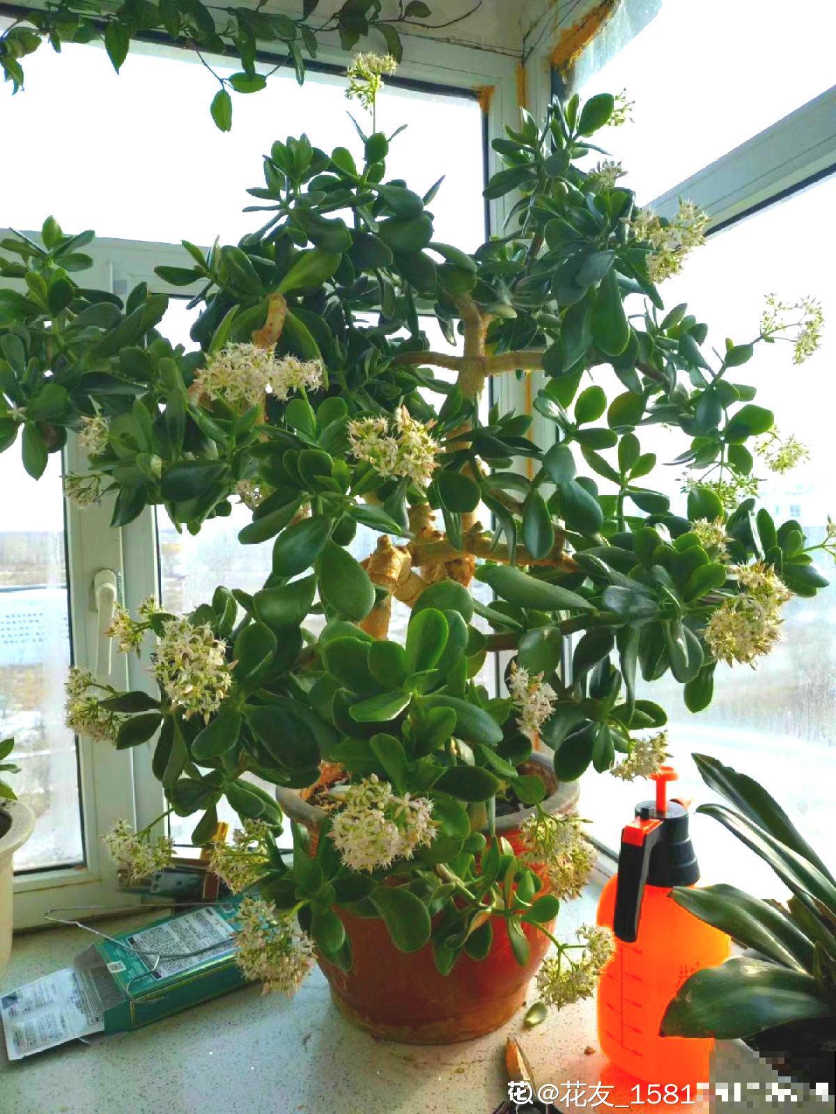 这种植物很难养开花，一开花就有好事发生，全家迎好运！