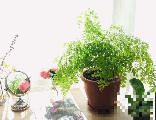 6种花最怕干燥，早春要多喷喷水，叶子水灵灵的最好看！