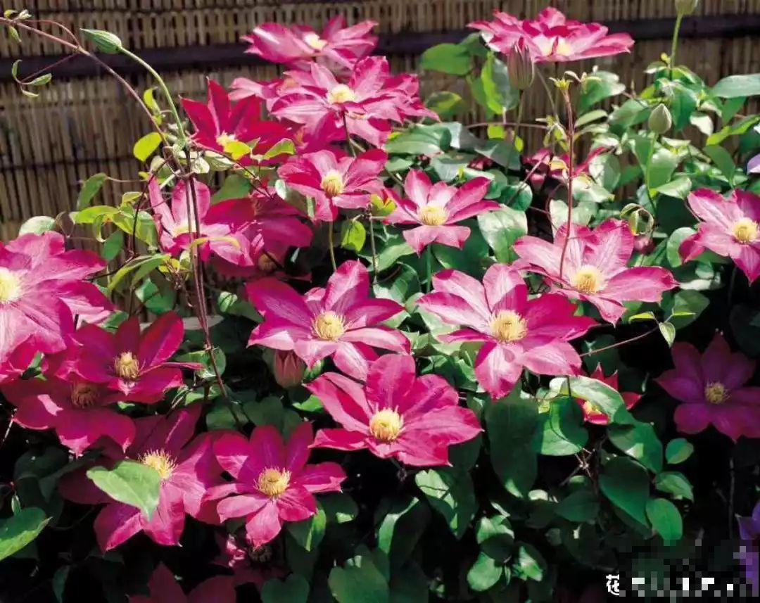 冬天文竹搬屋里就完事了？这点不注意，照样长成“黄脸婆”！