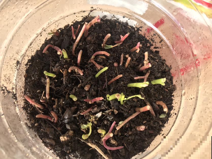 这花把叶子剁成5段，插到土里浇透水，3天生根，7天爆盆