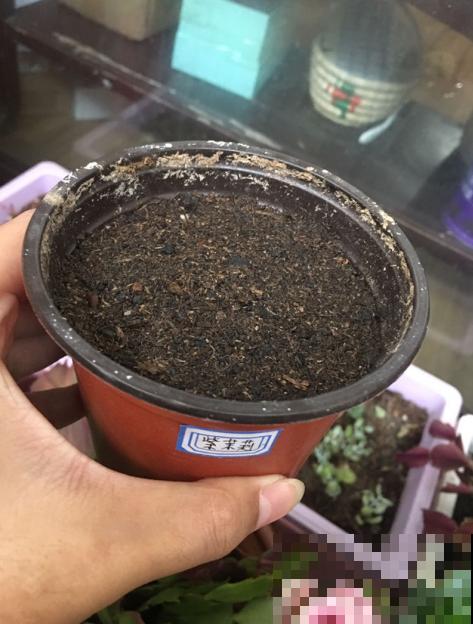 眼馋别人家紫茉莉？现在播种刚刚好，再过俩月就开满家！
