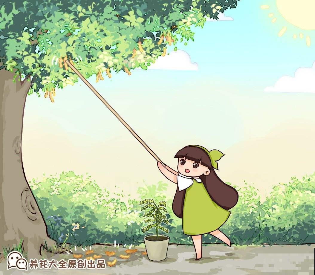 院里种棵“护家树”，开花红得像火，越养越有福气