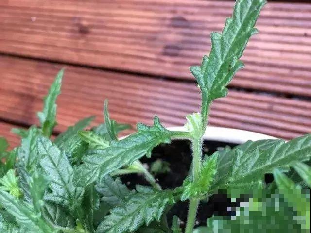 10种花，3月播种长最快，晚了还要等半年！