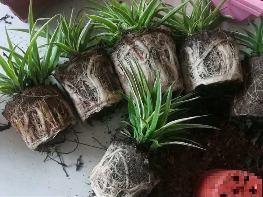 给这花换盆，土里扒出30个崽，根本不用扦插！