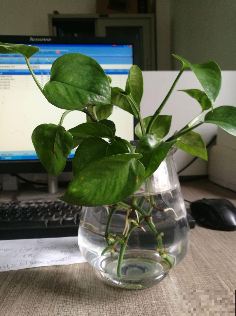 这花真省心，掐个枝条插水里，半个月就窜出新芽
