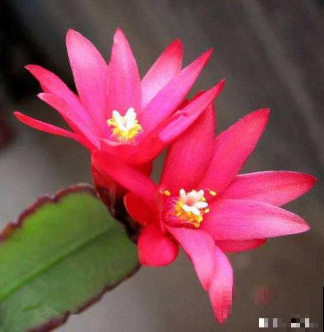蟹爪兰、仙人指和假昙花，到底怎么区分，别再傻傻分不清了！