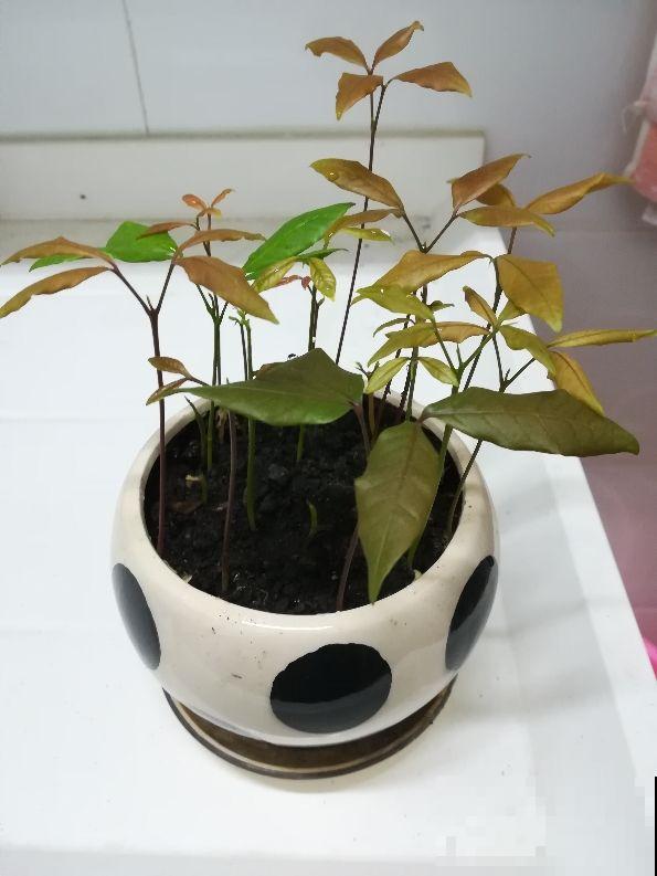 爱养花的人注意，这东西扔花盆里就长叶，丢了你就吃大亏