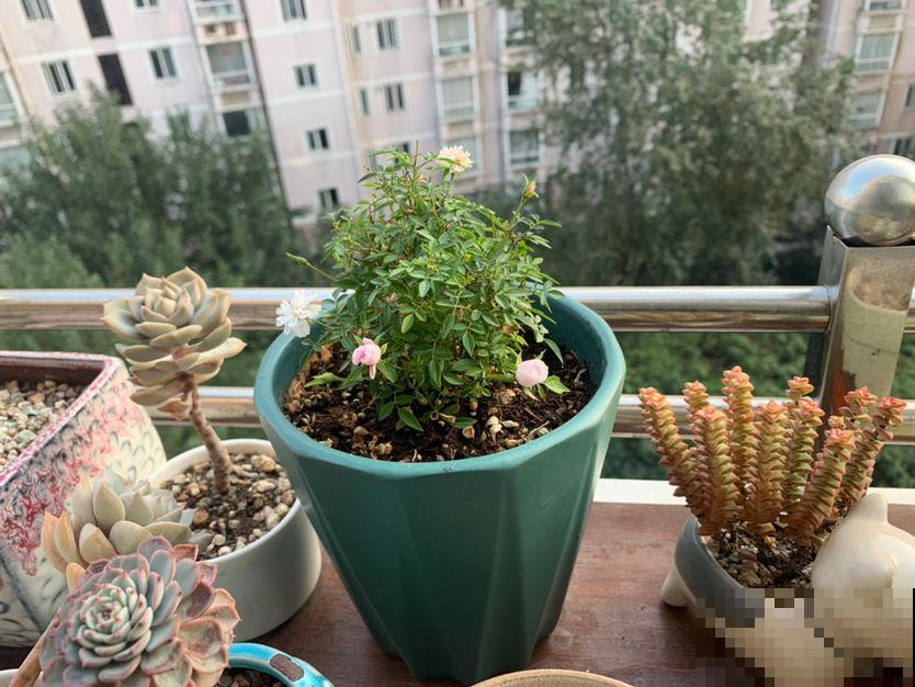这花得小心养，花盆越根越壮，否则积水又烂根