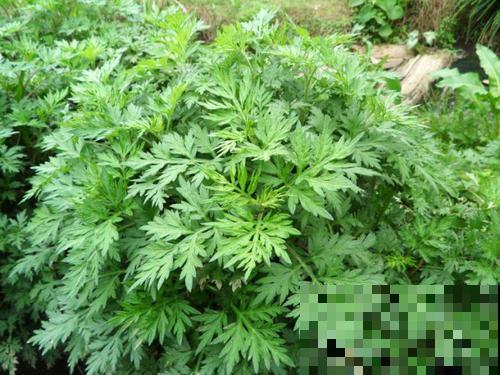农村一种野草，能做菜能入药，还能泡脚驱寒，对女人身体好！