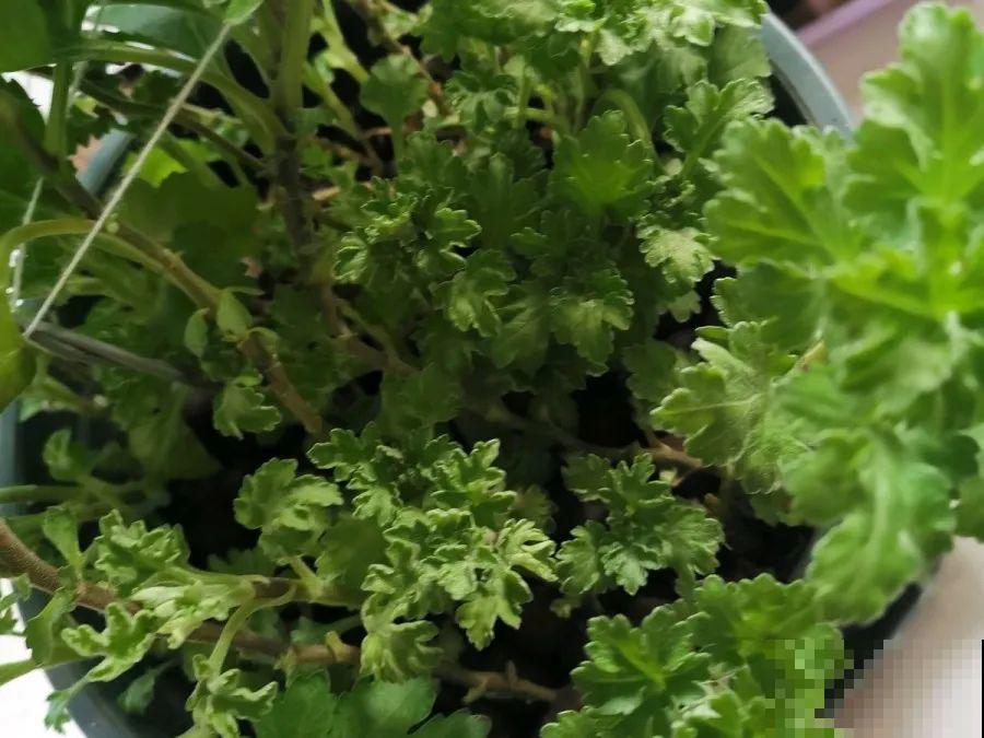 给这花换盆，土里扒出30个崽，根本不用扦插！