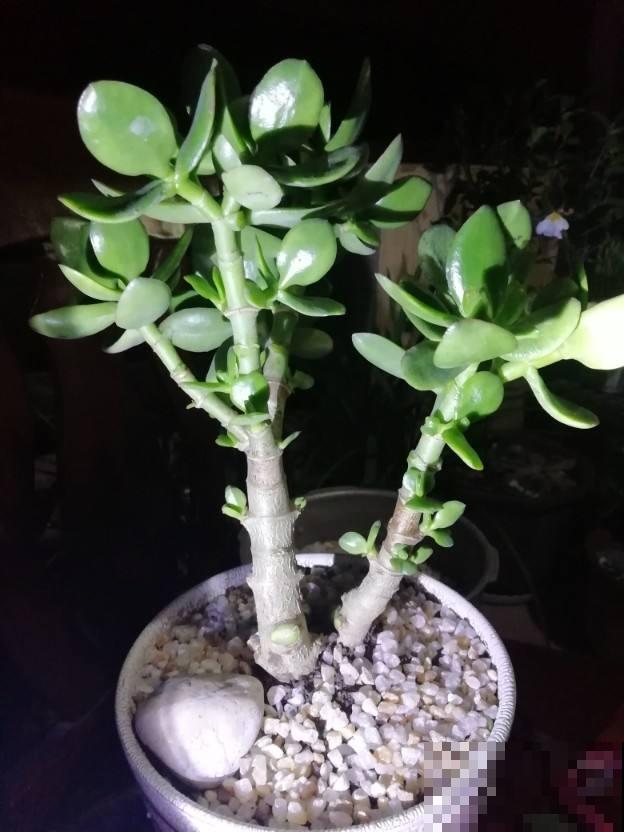 玉树有“4个爱好”，满足它的喜好，很快就能长成高价盆景