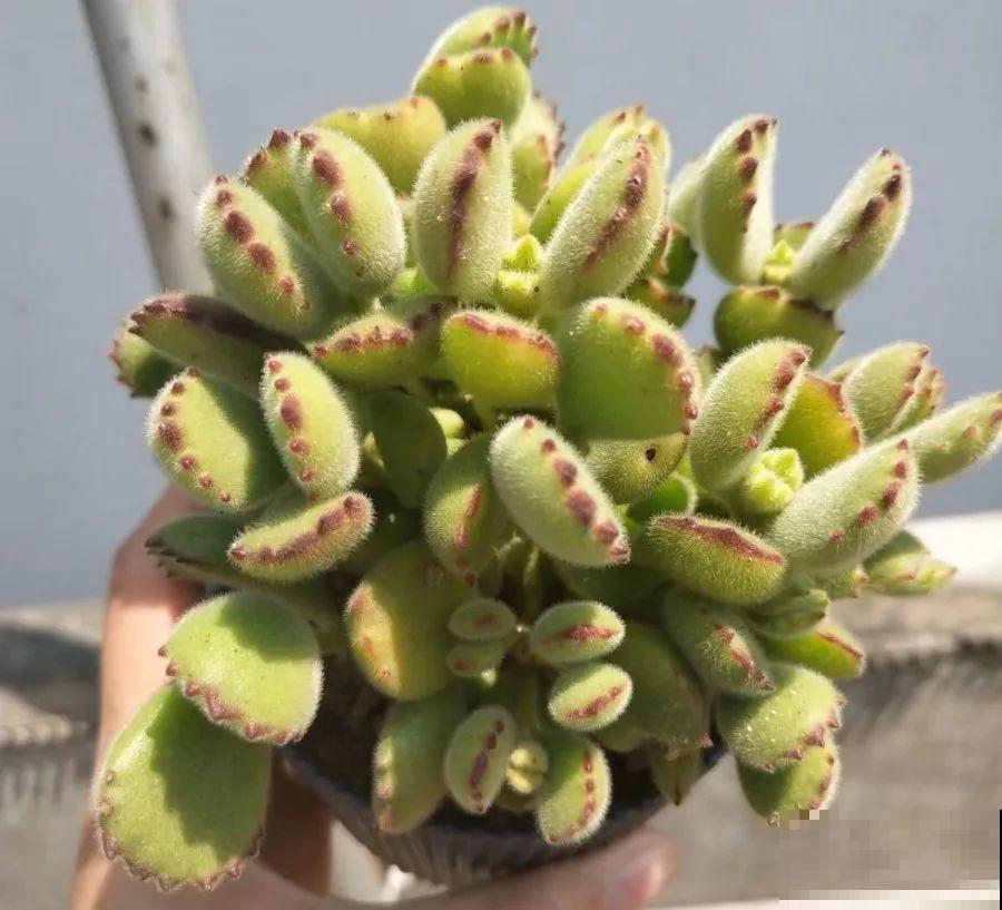 1块5毛钱的多肉，3年后养成了这样，对比太明显！