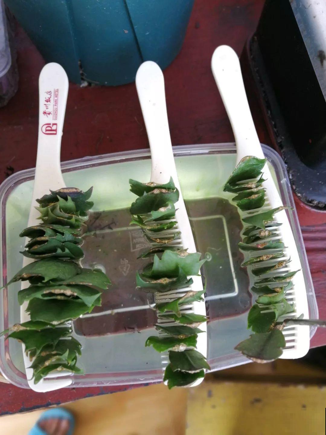 这6种花，现在扦插最好活，摘片叶子照样生根！