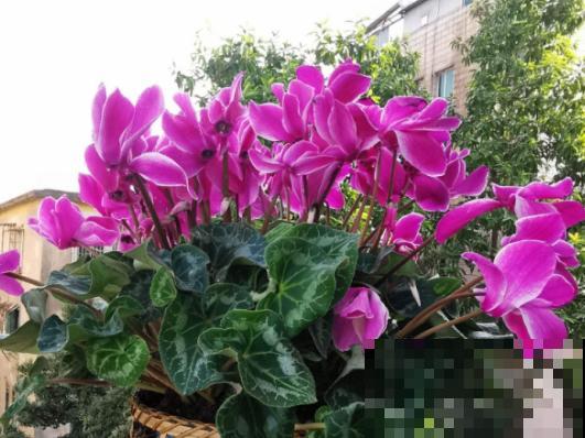 名字最吉祥的8种花，摆在家里，天天都有好心情！