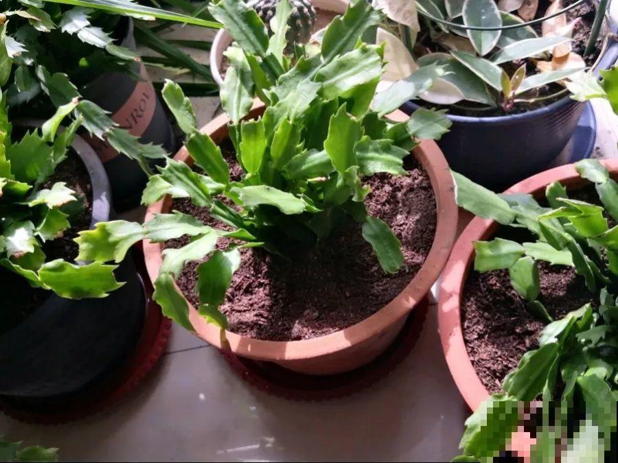 换盆时间到了，家里有这花，换完就窜新芽！