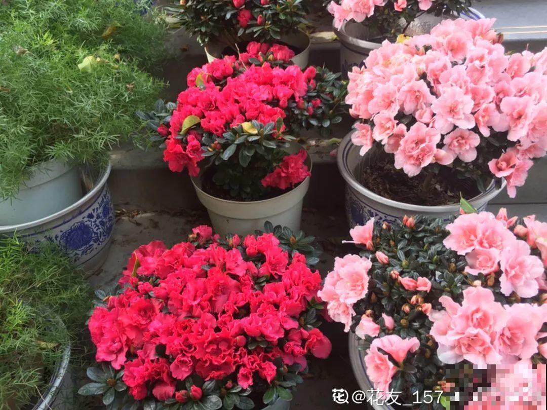 这花公认难养，买回家没开两天，叶子发黄全都往下掉！